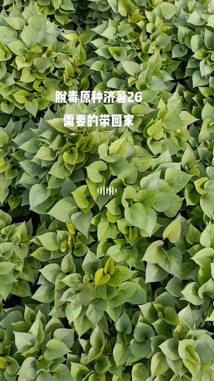 出售脱毒原种济薯26号红薯苗