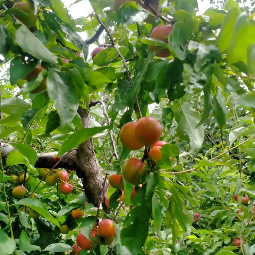 盘锦自家果园出租或者水果批发