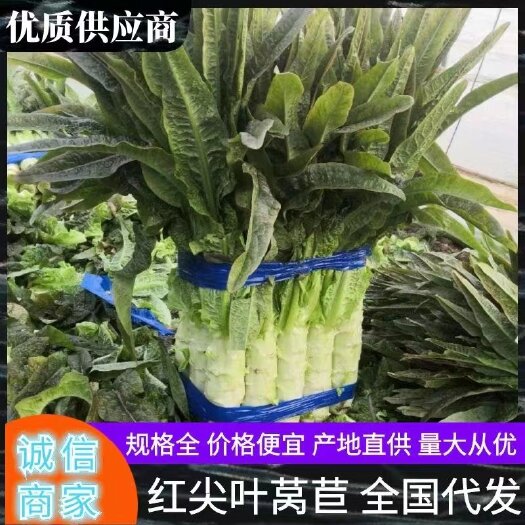 渭南红叶莴笋