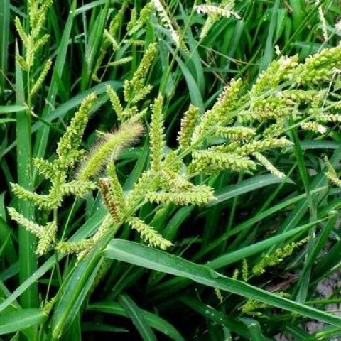 水稗草种子，散装草子养殖水草耐水淹耐旱湖南稷子养殖鱼虾蟹牧草