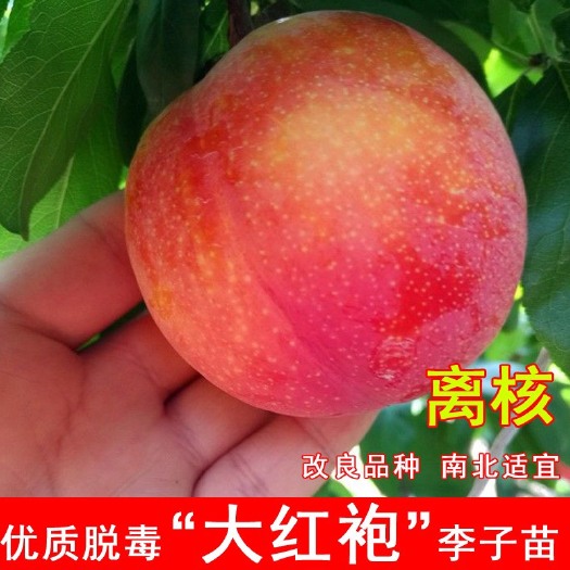 平邑县嫁接大红袍李子树苗，离核脆甜，晚熟南北方种植
