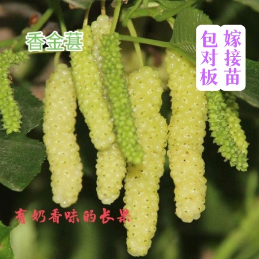 桑树苗 香金葚白长果