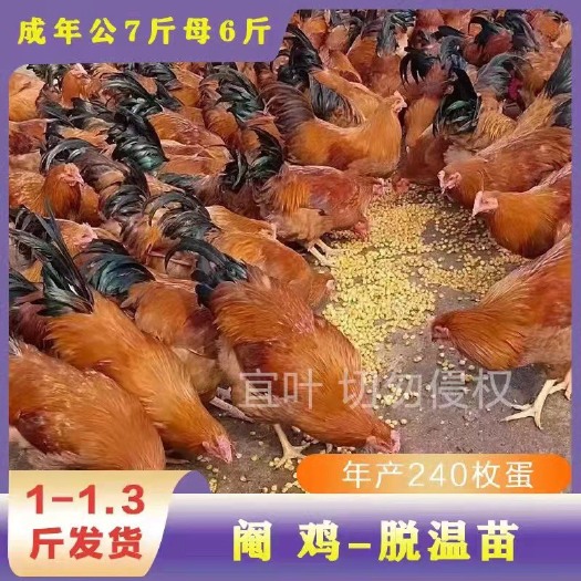 南宁广西阉鸡1.2斤灵山桂香土鸡三黄扇鸡线鸡活体太监鸡
