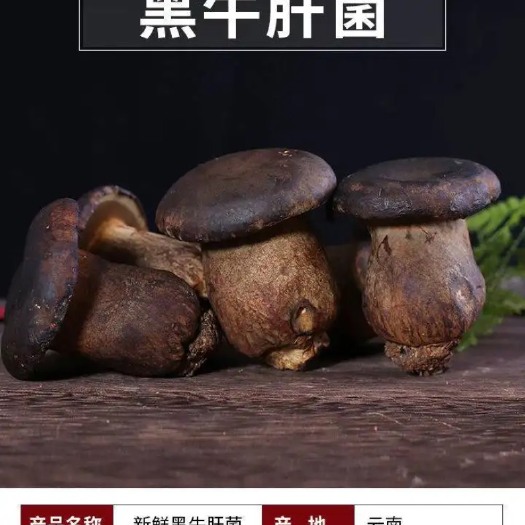 广州黑牛肝菌
