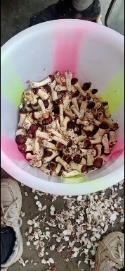 蓬溪县姬松茸