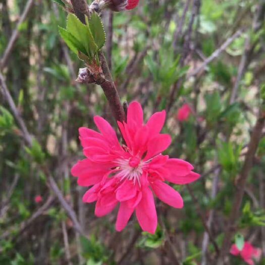 菊花桃苗 菊花桃树