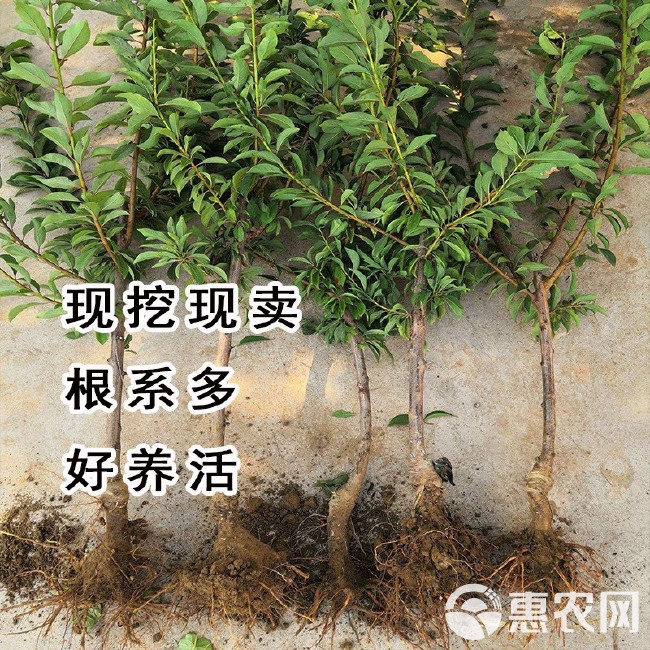 嫁接大红袍李子树苗，离核脆甜，晚熟南北方种植