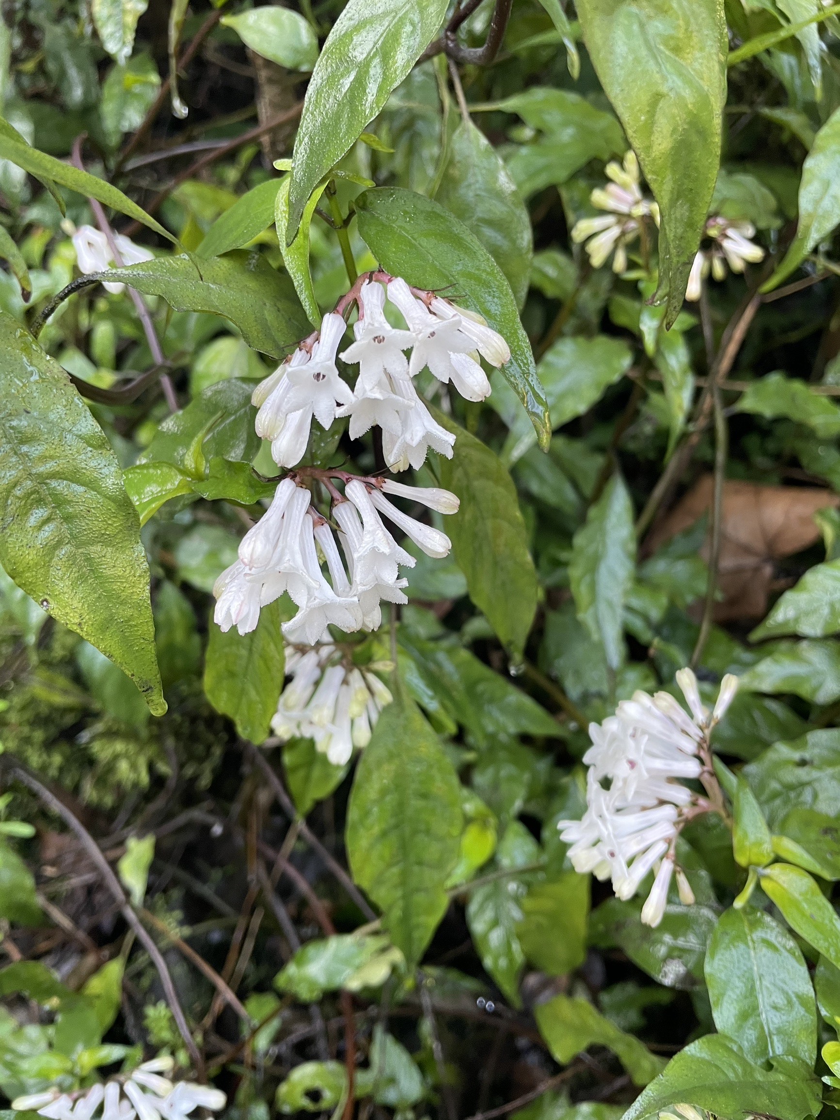 青草蛇根草岩泽兰天青地红雪里梅散血草钻地风干货200鲜50