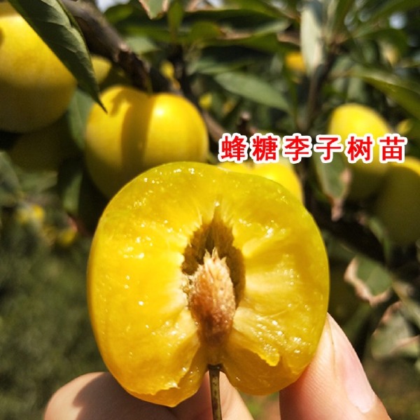 嫁接蜂糖李子树苗，脱骨特大脆甜李子，庭院南北方种植