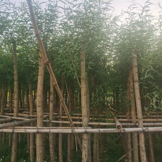 长沙垂柳树苗 5-15公分