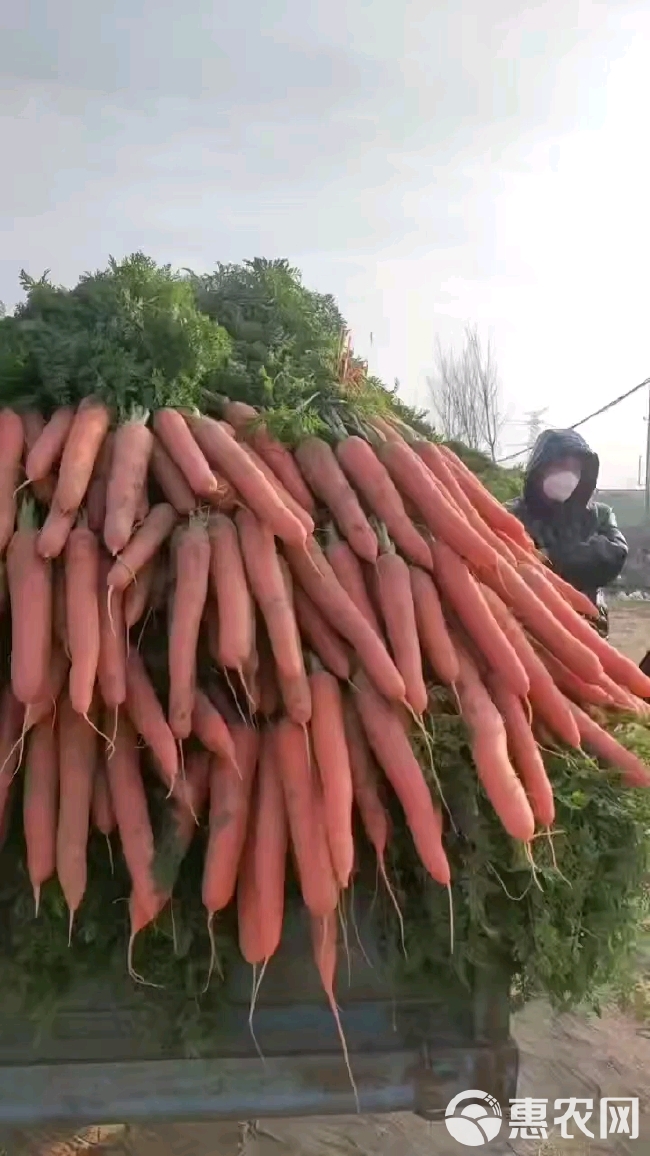 红萝卜产地直发【电商】市场、商超长期供应。
