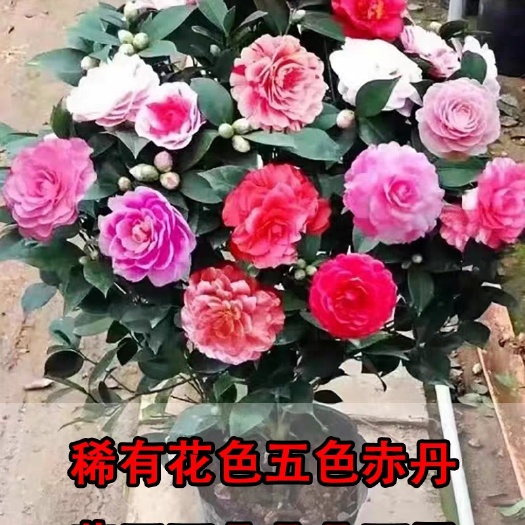 南京五色赤丹茶花带花苞树苗香妃花苗室内阳台山茶花盆栽植物好养花卉