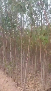 武邑县精品占地苗