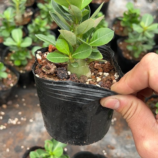 漳州沙漠玫瑰