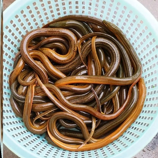 德江县【热销】正大9号黄鳝鱼苗，基地孵化渔场发货，提供技术指导。