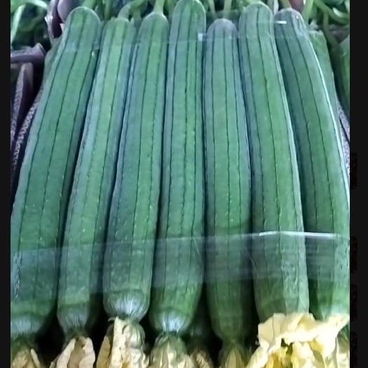 东海县鲜花丝瓜