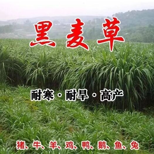 嘉祥县黑麦草四季多年生耐寒牧草