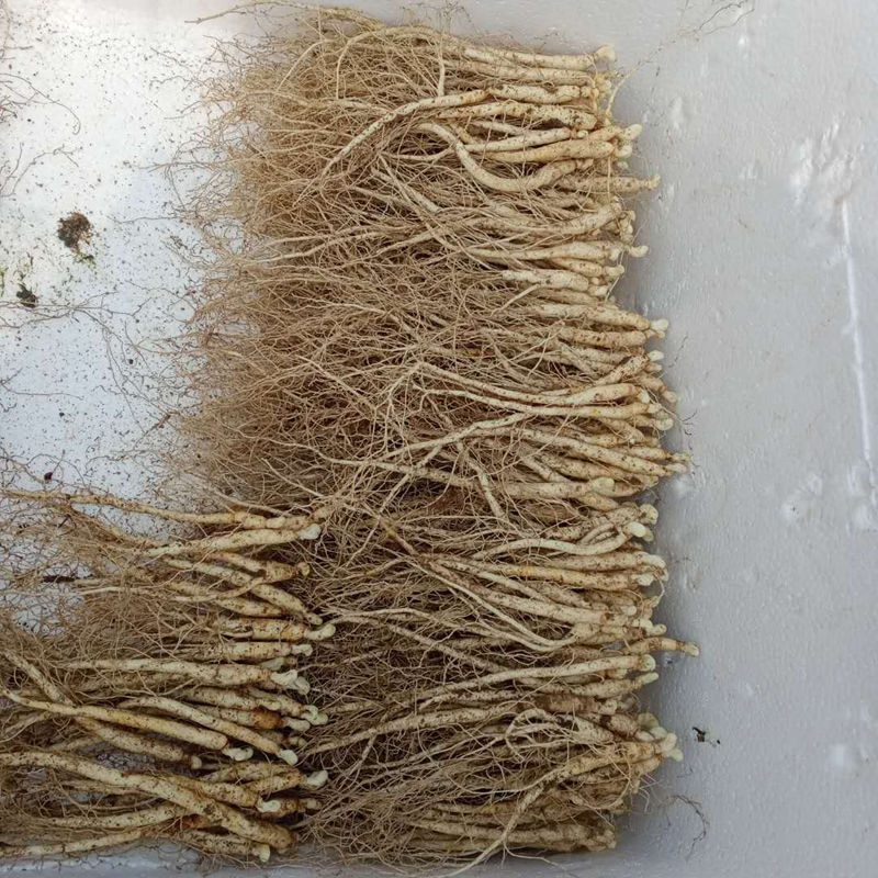 人参苗 新鲜长白山人参种子 可种植可食用