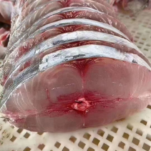 北海马胶鱼、马胶肉片、钓胶鱼肉中段单片真空包装、海鱼肉质厚实鲜美