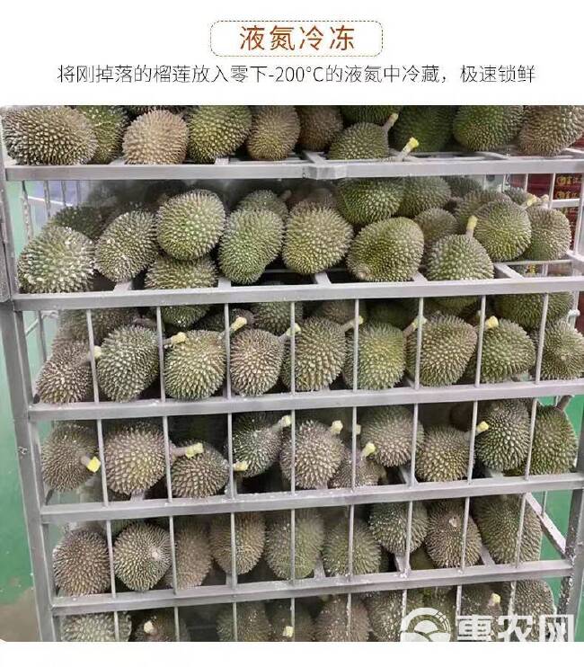 马来西亚D200黑刺榴莲树熟带壳液氮冷冻整箱整果