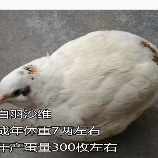 萍乡五色沙维种蛋 ，可送超值的附加服务