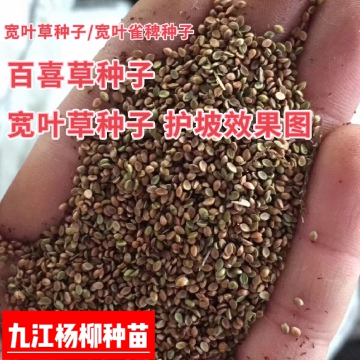 宽叶雀稗种子宽叶草种子国产百喜草耐高温矿山覆绿高速护坡固土