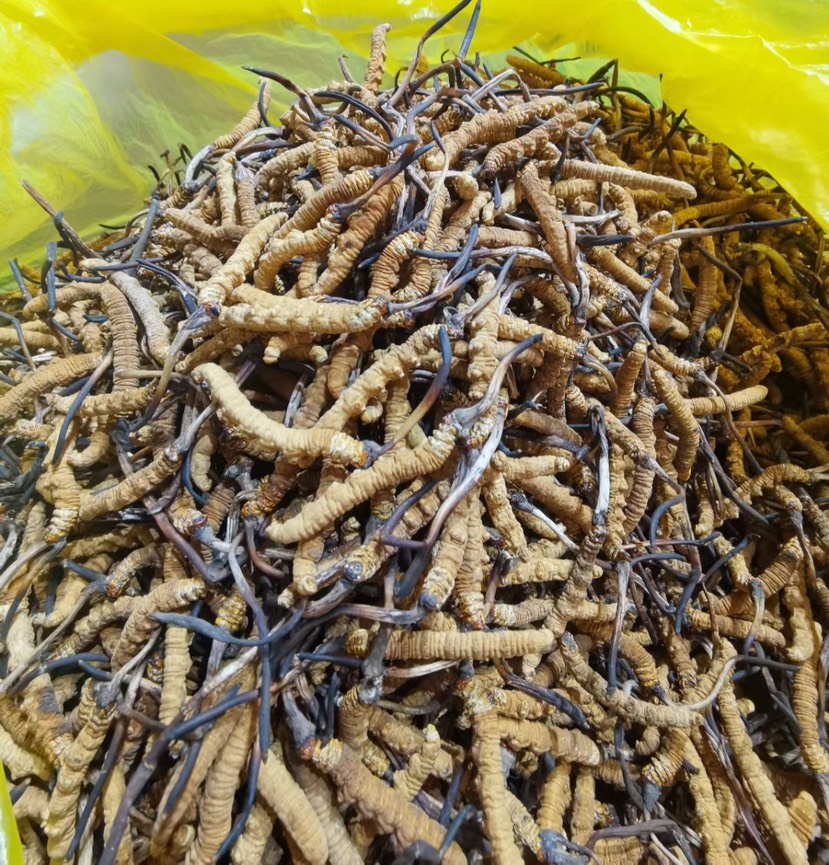 青藏高原虫草 纯那曲高海拔冬虫夏草 藏区产地直发