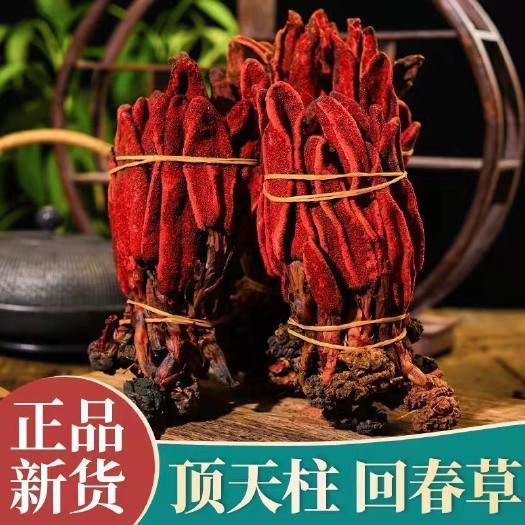 砚山县云南回春草不老草顶天柱大量！