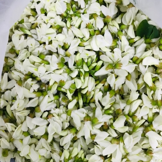 丽江槐花