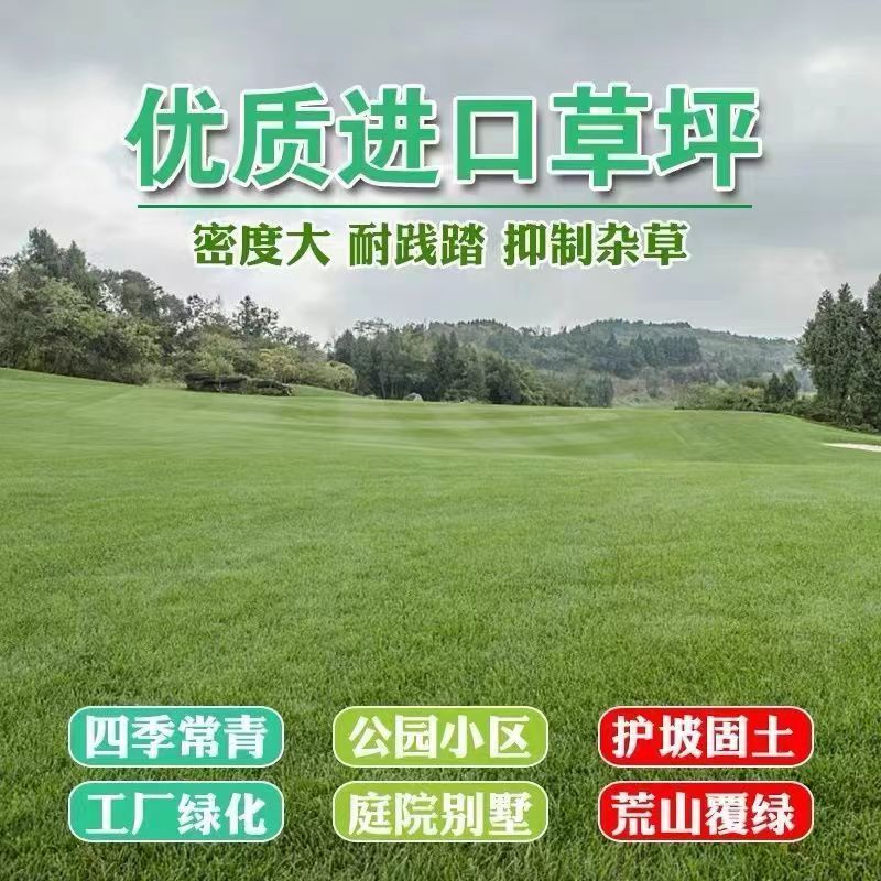 南京草坪种子，矮生四季常青庭院小区绿化护坡草种，四季青草种，草籽