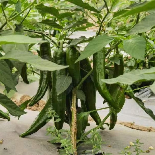 中山市中山古镇种植基地牛角椒新鲜上市，价格优惠，欢迎直采。