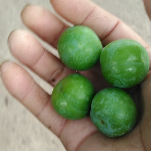 平南县果品靓丽，甜脆可口