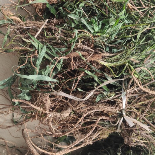 礼县甘肃山区 新鲜小柴胡