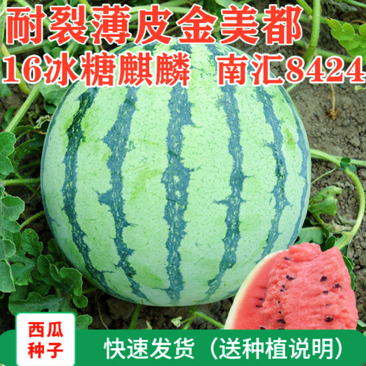 沭阳县8424冰糖麒麟瓜无籽美都西瓜种籽水果瓜果种孑