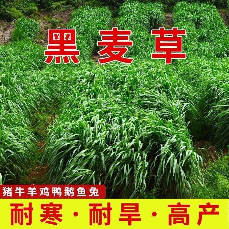 南京黑麦草种籽多年生牧草四季种植养牛羊鸡鸭鱼鹅兔耐寒草籽