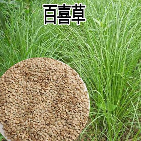 南京百喜草种子 百喜草种籽宽叶草护坡绿化草种畜禽牛羊鱼兔牧草批发
