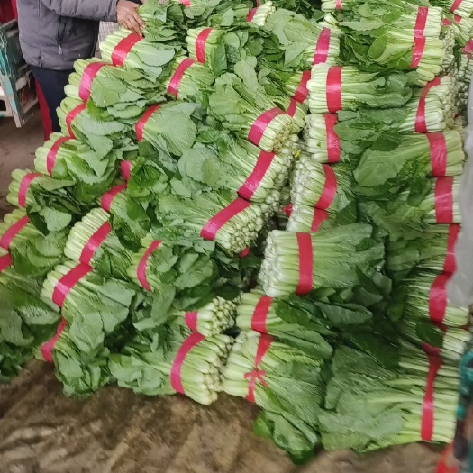 邯郸小白菜量大便宜