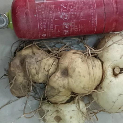 保山黄  精  多花大高杆成品