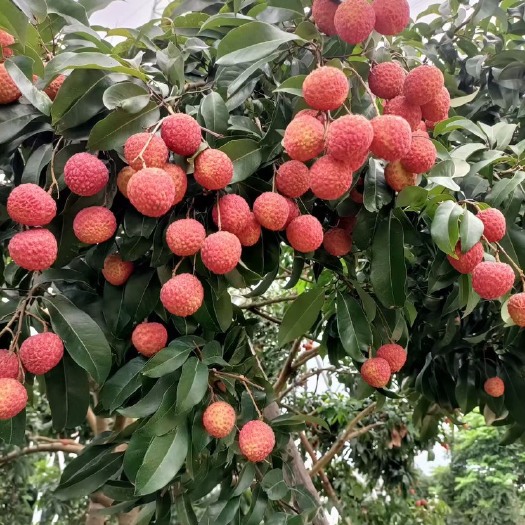 鹤山市岭南佳果桂味荔枝