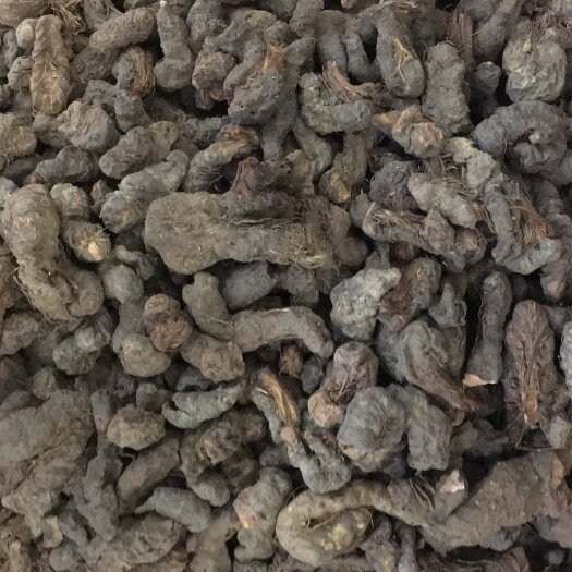 成都𤠣儿七 拳参 九牛燥 草血竭 家种 统个