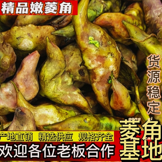 仙桃市嫩菱角，脆甜，白净，大个，大量稳定供应诚招批发商