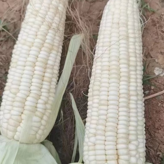 百色水果甜糯，甜玉米