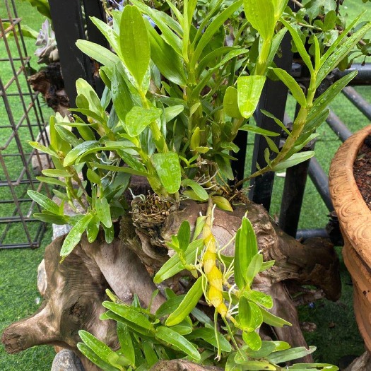 勐腊县金钗石斛苗，一株一芽，基地直发，量大优惠