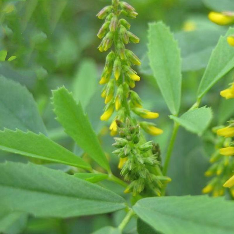 草木犀种子，绿肥黄花苜蓿猪牛羊草木樨 耐旱耐热 护坡蜜源植物