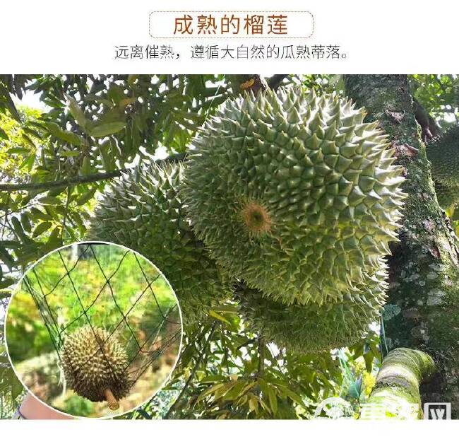 马来西亚D200黑刺榴莲树熟带壳液氮冷冻整箱整果