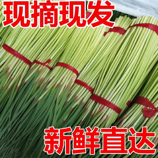 【新鲜好吃】新鲜蒜苔鲜蔬菜蒜薹现摘现发新蒜苔当季批发