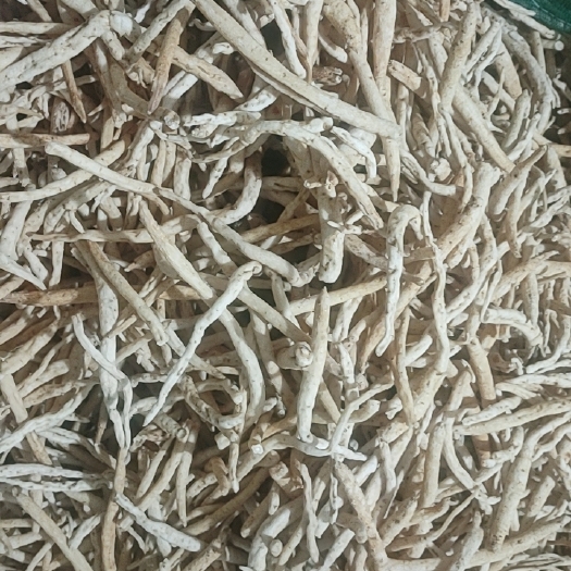 金堂县沙参