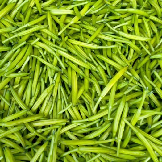 广州黄花菜