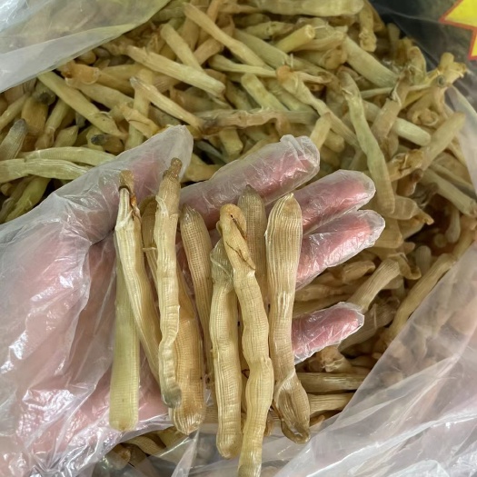 东兴市北部湾中沙虫干、足干、无沙，个头均匀，颜色白，一手货源