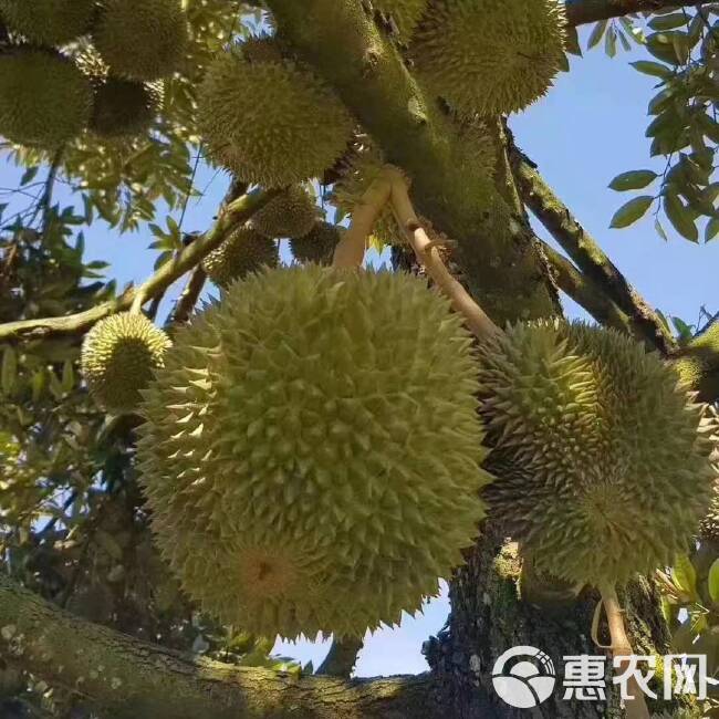 马来西亚D200黑刺榴莲树熟带壳液氮冷冻整箱整果